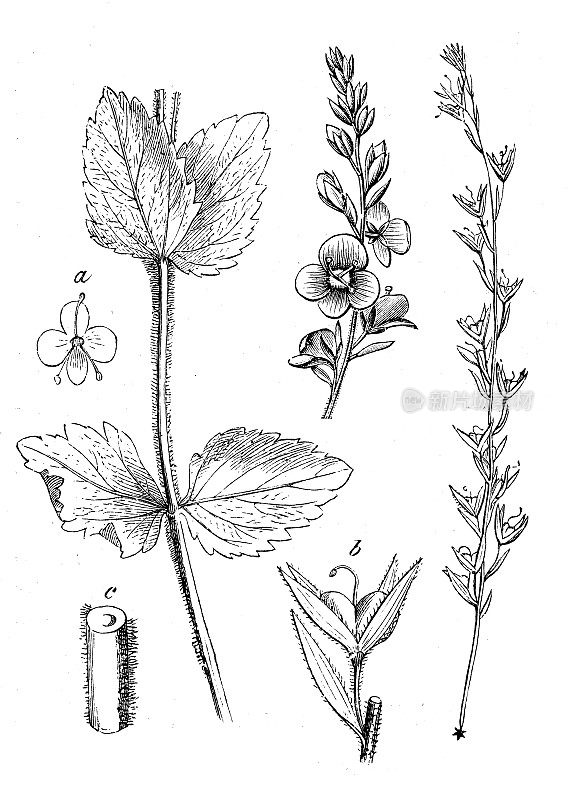 古董植物学插图:Veronica chamaedrys, germander speedwell